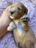 Glory, a female Miniature Bernedoodle for sale in Spring Hill, FL – 9 of 10