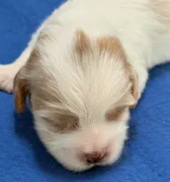 Emmett, a male Cavapoo for sale in Spring Hill, FL – 10 of 10