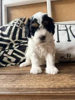 Orange collar , a female Poodle - Toy  and Miniature Bernedoodle for sale in Spring Hill, FL – 3 of 10