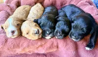 Teddy, a male Miniature Bernedoodle for sale in Spring Hill, FL – 7 of 10