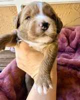 Truman, a male Miniature Bernedoodle for sale in Spring Hill, FL – 4 of 10