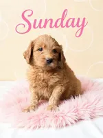 Sundae, a female Goldendoodle for sale in Spring Hill, FL – 3 of 10