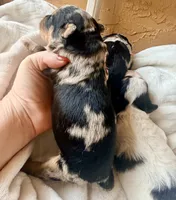 Sterling, a male Toy Australian Shepherd and Miniature Aussiedoodle for sale in Spring Hill, FL – 6 of 8