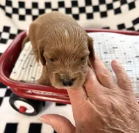 Ezra, a male Cavapoo for sale in Spring Hill, FL – 3 of 8