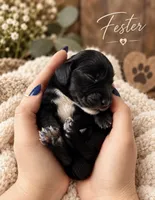 Fester , a male Miniature Dachshund for sale in Spring Hill, FL – 7 of 10