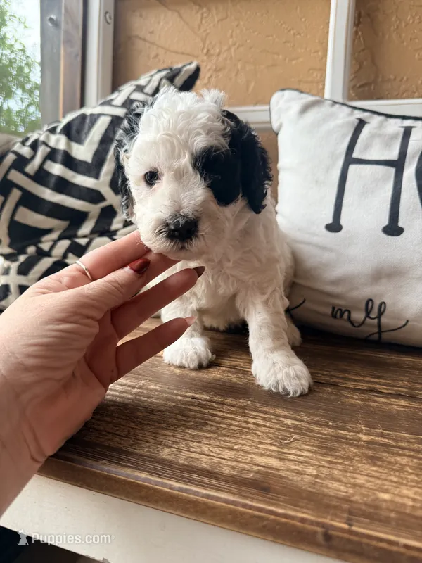 Turquoise collar  – Miniature Bernedoodle, Miniature Goldendoodle puppy for sale in Spring Hill, FL