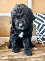 Reagan, a female Miniature Bernedoodle for sale in Spring Hill, FL – 2 of 10