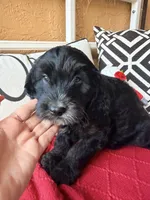 Tri, a male Miniature Bernedoodle and Miniature Goldendoodle for sale in Port Richey, FL – Photo 1 of 10