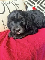 Tri, a male Miniature Bernedoodle and Miniature Goldendoodle for sale in Port Richey, FL – Photo 9 of 10