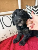 Tri, a male Miniature Bernedoodle and Miniature Goldendoodle for sale in Port Richey, FL – Photo 4 of 10