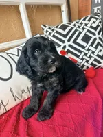 Tri, a male Miniature Bernedoodle and Miniature Goldendoodle for sale in Port Richey, FL – Photo 6 of 10