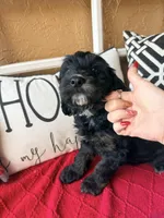 Tri, a male Miniature Bernedoodle and Miniature Goldendoodle for sale in Port Richey, FL – Photo 5 of 10