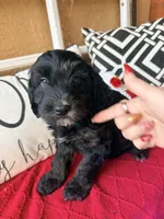 Tri, a male Miniature Bernedoodle and Miniature Goldendoodle for sale in Port Richey, FL – Photo 3 of 10