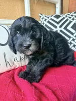 Tri, a male Miniature Bernedoodle and Miniature Goldendoodle for sale in Port Richey, FL – Photo 8 of 10