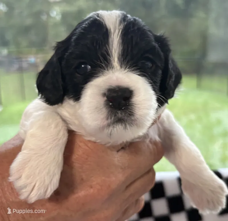 Ethan  – Cavapoo puppy for sale in Spring Hill, FL