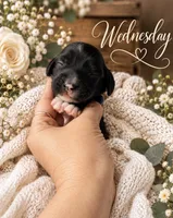 Wednesday , a female Miniature Dachshund for sale in Spring Hill, FL – 9 of 10