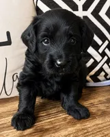 Eclipse , a male Miniature Bernedoodle and Miniature Aussiedoodle for sale in Spring Hill, FL – 6 of 10