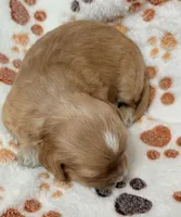 Ezra, a male Cavapoo for sale in Spring Hill, FL – 10 of 10
