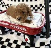 Ezra, a male Cavapoo for sale in Spring Hill, FL – 2 of 8
