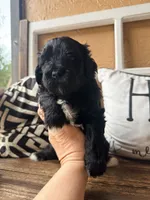 Red collar , a male Miniature Bernedoodle and Miniature Goldendoodle for sale in Spring Hill, FL – 2 of 10