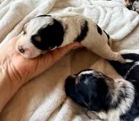 Shadow, a male Poodle - Toy  and Toy Australian Shepherd for sale in Spring Hill, FL – 8 of 9
