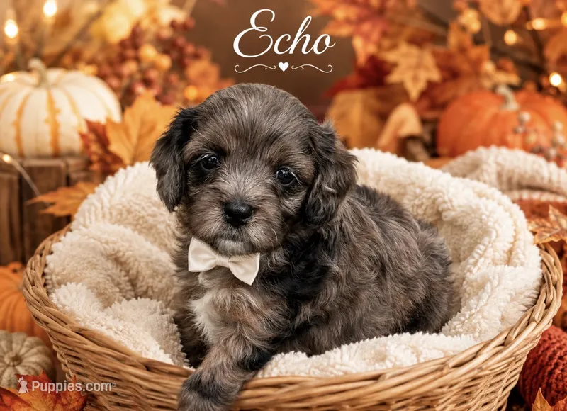 Echo  – Cavapoo puppy for sale in Spring Hill, FL