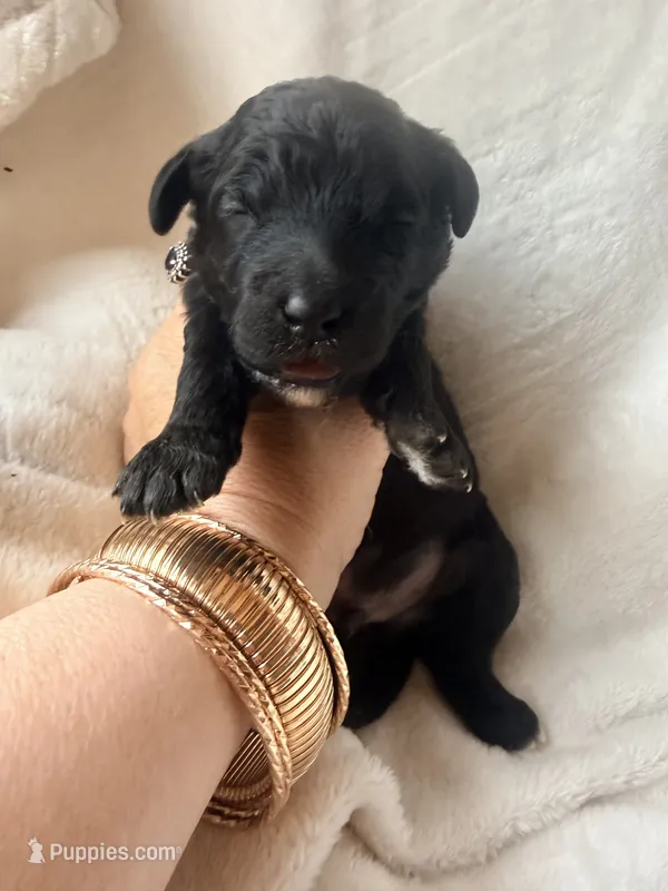 Jett  – Miniature Bernedoodle, Miniature Aussiedoodle puppy for sale in Spring Hill, FL