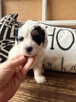 Gray collar, a female Miniature Bernedoodle and Miniature Goldendoodle for sale in Spring Hill, FL – 4 of 10