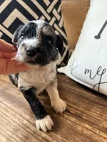 Slate Toy, a male Toy Australian Shepherd and Miniature Aussiedoodle for sale in Spring Hill, FL – 5 of 10