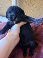 Jackson, a male Miniature Bernedoodle for sale in Spring Hill, FL – 5 of 10