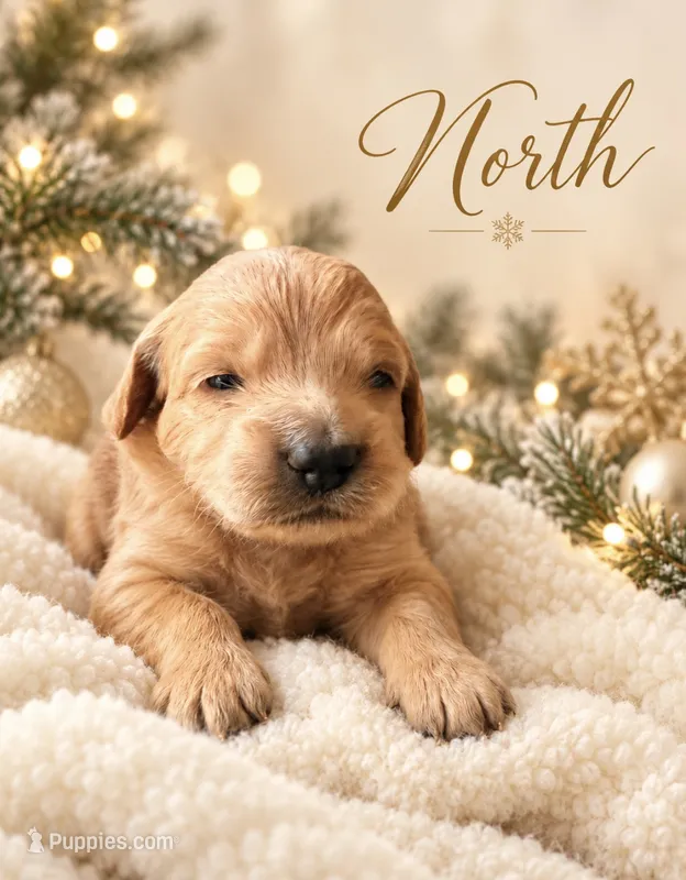 North – Miniature Goldendoodle puppy for sale in Spring Hill, FL