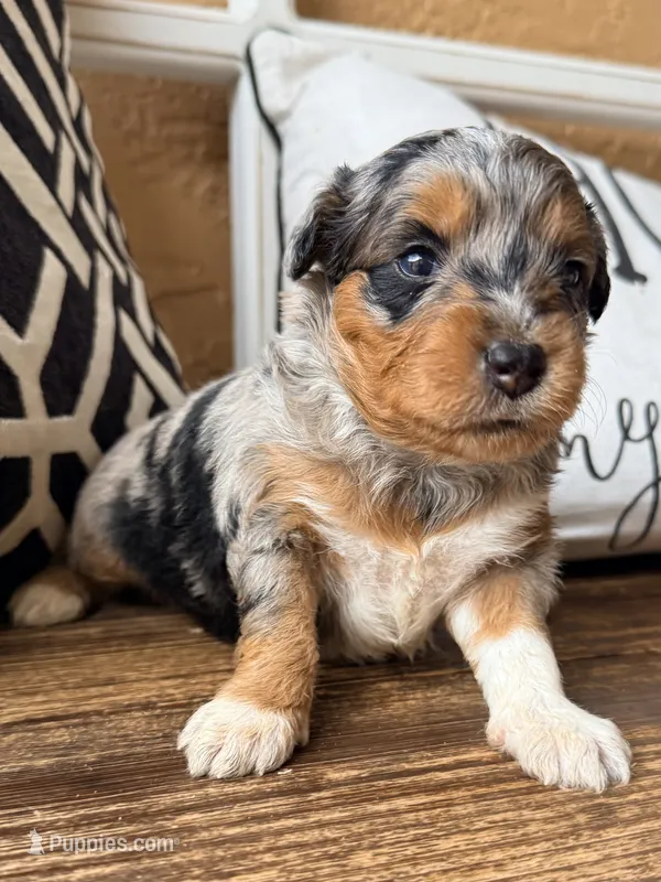 Skye-Toy  – Toy Australian Shepherd, Miniature Aussiedoodle puppy for sale in Spring Hill, FL