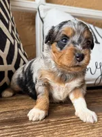 Skye-Toy , a female Toy Australian Shepherd and Miniature Aussiedoodle for sale in Spring Hill, FL – 1 of 10