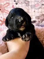 Reagan, a female Miniature Bernedoodle for sale in Spring Hill, FL – 3 of 10