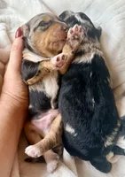 Sterling, a male Toy Australian Shepherd and Miniature Aussiedoodle for sale in Spring Hill, FL – 3 of 8