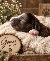 Gomez, a male Miniature Dachshund for sale in Spring Hill, FL – 2 of 10