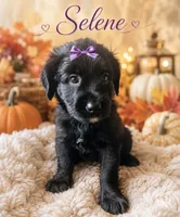 Selene (purple) , a female Miniature Bernedoodle and Miniature Aussiedoodle for sale in Spring Hill, FL – 3 of 10
