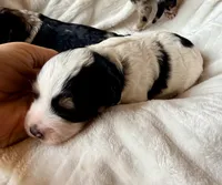 Shadow, a male Poodle - Toy  and Toy Australian Shepherd for sale in Spring Hill, FL – 3 of 9