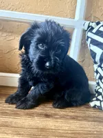 Luna (yellow), a female Miniature Bernedoodle and Miniature Aussiedoodle for sale in Spring Hill, FL – 6 of 10