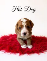 Hot dog, a male Miniature Goldendoodle for sale in Spring Hill, FL – 2 of 10