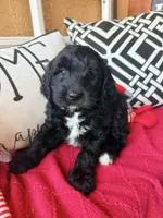 Tux , a male Miniature Bernedoodle and Miniature Goldendoodle for sale in Port Richey, FL – Photo 3 of 10