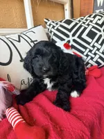 Tux , a male Miniature Bernedoodle and Miniature Goldendoodle for sale in Port Richey, FL – Photo 10 of 10