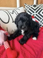 Tux , a male Miniature Bernedoodle and Miniature Goldendoodle for sale in Port Richey, FL – Photo 2 of 10