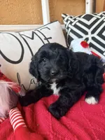 Tux , a male Miniature Bernedoodle and Miniature Goldendoodle for sale in Port Richey, FL – Photo 5 of 10