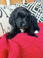 Tux , a male Miniature Bernedoodle and Miniature Goldendoodle for sale in Port Richey, FL – Photo 6 of 10