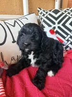 Tux , a male Miniature Bernedoodle and Miniature Goldendoodle for sale in Port Richey, FL – Photo 9 of 10