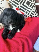 Tux , a male Miniature Bernedoodle and Miniature Goldendoodle for sale in Port Richey, FL – Photo 4 of 10