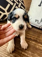 Shadow Toy , a male Toy Australian Shepherd and Miniature Aussiedoodle for sale in Spring Hill, FL – 3 of 10