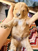 Teddy, a male Miniature Bernedoodle for sale in Spring Hill, FL – 10 of 10
