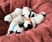 Orange collar , a female Poodle - Toy  and Miniature Goldendoodle for sale in Spring Hill, FL – 9 of 10